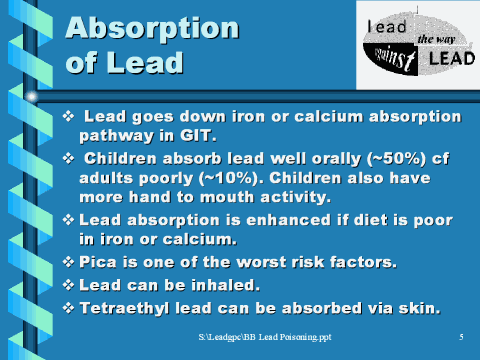 Absorption of lead, slide 5