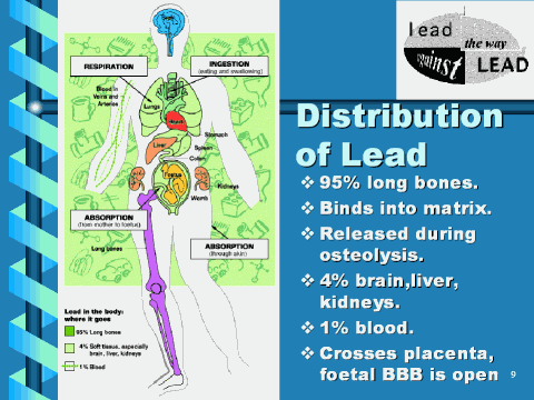 Distribution of lead in the body, slide 9